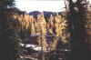 larch.jpg (65117 bytes)