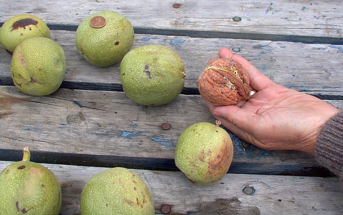 Green Walnuts