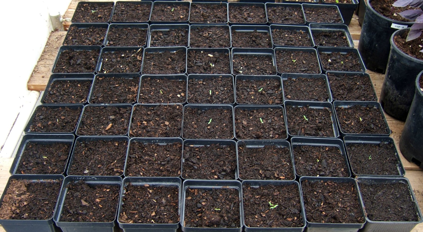 Sea-Crop Tomatoes 1