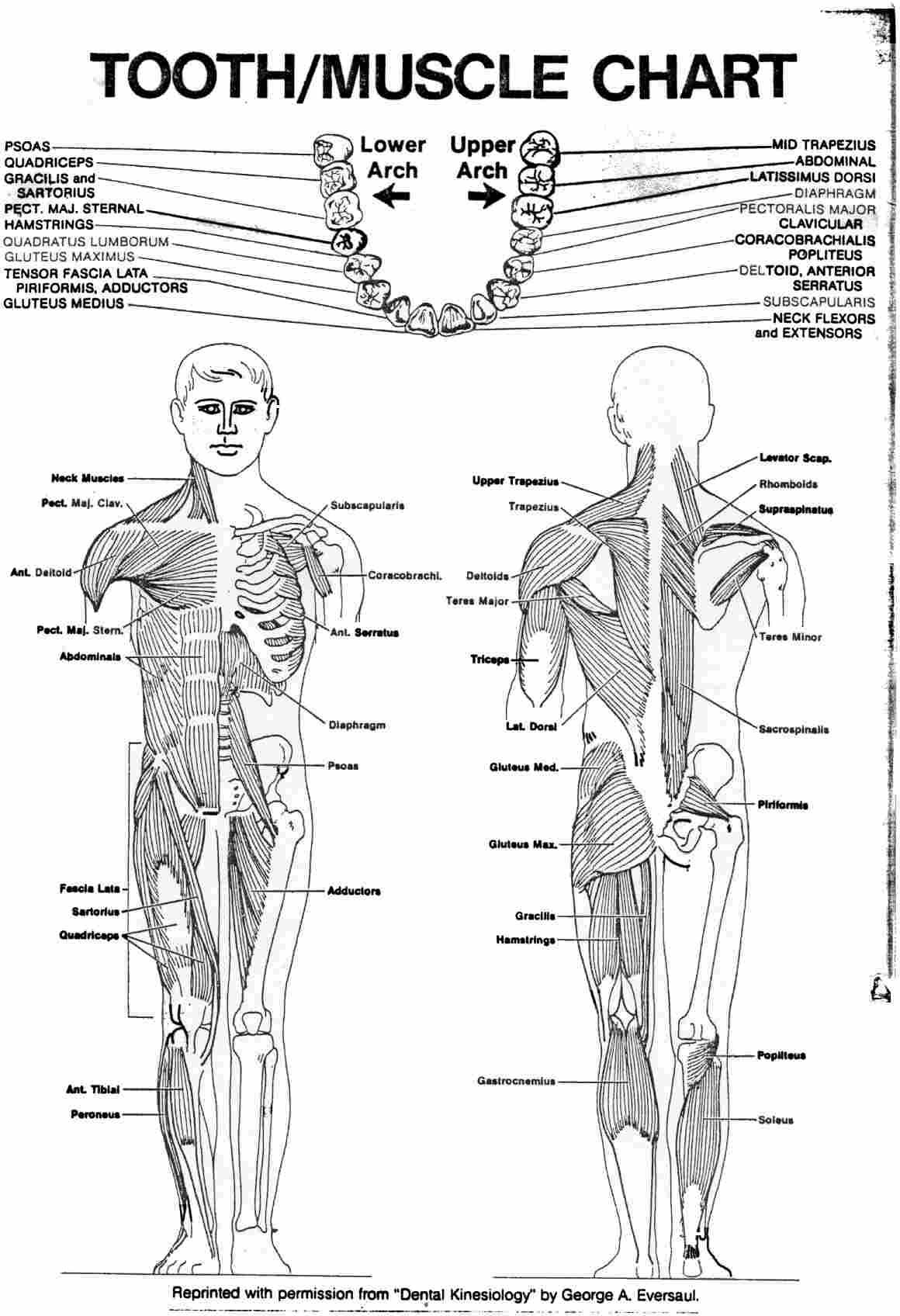 dental.jpg (298606 bytes)